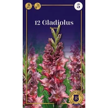 Vh10559 Gladiolus Supreme  Parrot Rostov 12db/cs