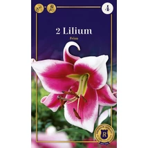 Vh08794 Liliom Supreme Oriental Friso