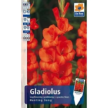 Vh Gladiolus Rackbox Hunting Song