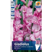 Vh Gladiolus Rackbox My Love