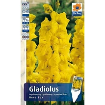 Vh Rackbox Gladiolus Largeflowering Nova Lux