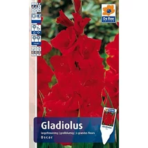 Vh Rackbox Gladiolus Largeflowering Oscar