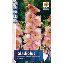 Vh Rackbox Gladiolus Largeflowering Priscilla