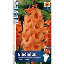 Vh Rackbox Gladiolus Largeflowering Peter Pears