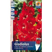 Vh Rackbox Gladiolus Largeflowering Tradehorn
