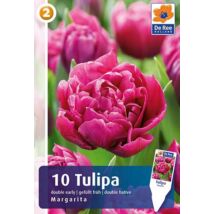 Vh16889 Tulipán Double Early Margarita 10db/csom