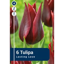 Vh 16890 Tulipa Triumph Lasting Love 6db/cs 11/12