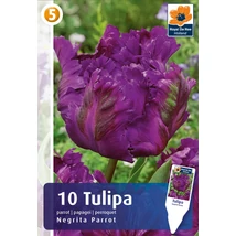 Vh16894 Tulipán Parrot  Negrita parrot 10db/csom