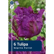 Vh 16894 Tulipa Negrita Parrot 6db/cs 11/12