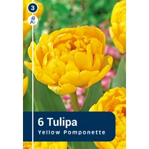 Vh 16895 Tulipa Double late Yellow Pomponette 6db/cs 11/12