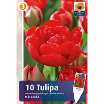 Vh16896 Tulipán Double Late Miranda 10db/csom