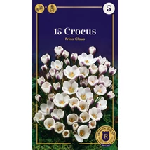 Vh 16624 Crocus Supreme Prince Claus 15db/csom 5/+