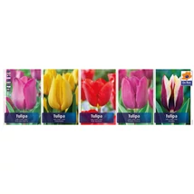 Vh Tulipán gyűjtő  02 Single 5x60db 12+