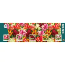 Vh Tulipán gyűjtő  11 Multiflowering 5x60db