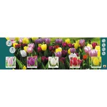 Vh Tulipán gyűjtő  17 Prince varieties 5x60db