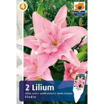 Vh08512 Double Asiatic Liliom Elodie 2db/cs