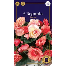 Vh10512 Begonia Supreme Odorosa 2db/cs