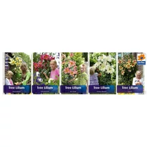 Vh LIL11 Gyűjtő Liliom Fa 5x20db 16/18méret