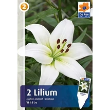Vh 16458 Lilium Asiatic White 2db/cs 16/18