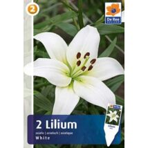 Vh16458 Lilium Asiatic White 2db/csom