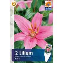 Vh 16457 Lilium Asiatic Pink 2db/cs 16/18