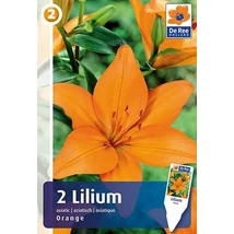 Vh 16461 Lilium Asiatic Orange 2db/cs 16/18