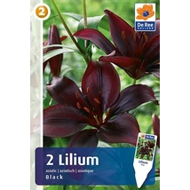 Vh 16460 Lilium Asiatic Black 2db/cs 16/18