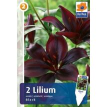 Vh16460 Lilium Asiatic Black 2db/csom