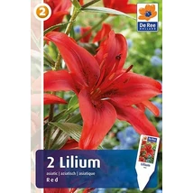 Vh 16462 Lilium Asiatic Red 2db/cs 16/18