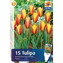 Vh16888 Tulipán Botanical Taco 15db/csom