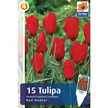 Vh 16495 Tulipa Botanical Red Hunter 15db/cs 6/+