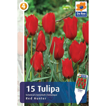 Vh16495 Tulipán Botanical Red Hunter 15db/csom