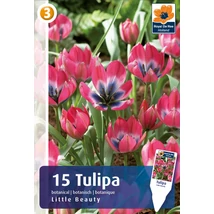 Vh 16494 Tulipa Botanical Little Beauty 15db/cs 6/+