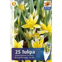 Vh 16290 Tulipa Botanical Dasystemon Tarda 25db/cs 7/8