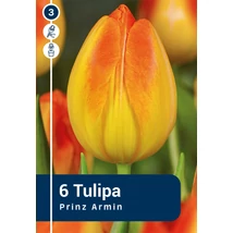 Vh 16891 Tulipa Triumph Prinz Armin 6db/cs 11/12