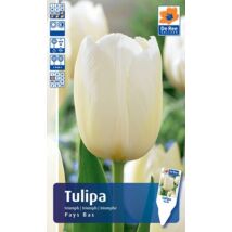 Vh16444 Tulipán Triumph Pays Bas 10db/csom