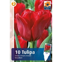 Vh16446 Tulipán Triumph Seadov 10db/csom