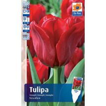 Vh16446 Tulipán Triumph Seadov 10db/csom