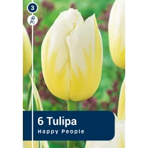 Vh 16447 Tulipa rembrandt Happy People 6db/cs 11/12