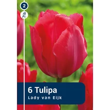 Vh 16448 Tulipa Darwin hybride Lady van Eijk 6db/cs 11/12