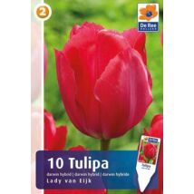 Vh16448 Tulipán Darwin Hybrid Lady van Eijk 10db/csom