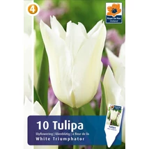 Vh16450 Tulipán Lilyflowering White Triumphator 10db/csom