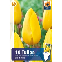 Vh16870 Tulipán Single Late Big Smile 10db/csom