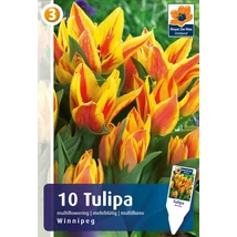 Vh 16897 Tulipa Greigii Winnipeg 6db/cs 11/12