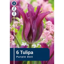 Vh 16454 Tulipa Viridiflora Purple Doll 6db/cs 11/12