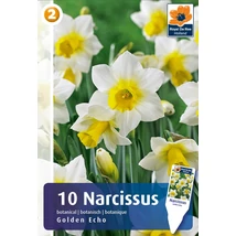 Vh 16455 Narcissus Botanical Golden Echo 10db/cs 10/12
