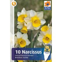 Vh16455 Narcisz Botanical Golden Echo 10db/csom
