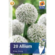 Vh16468 Allium Ping Pong 20db/csom