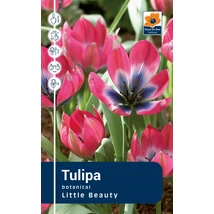 Vh Rackbox Tulipa Botnical Pulchella Little Beauty 150db/cs 6/+