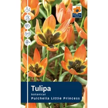 Vh Rackbox Tulipa Botnical Pulchella Little Princess 150db/cs 6/+